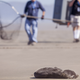 Volunteers from the Marine Mammal Center approach a stranded fur seal on Ocean Beach for rescue in San Francisco, California.